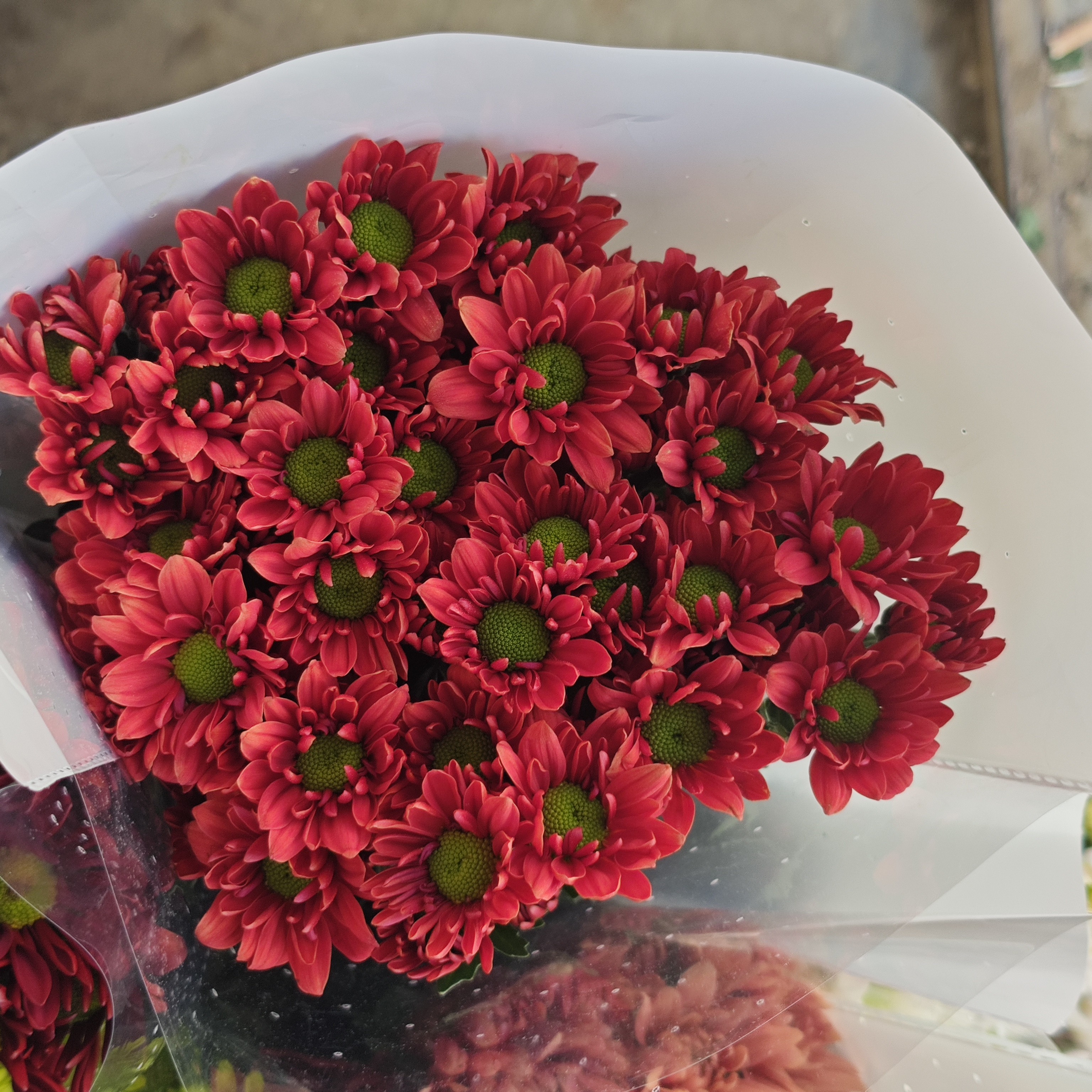 【红橘子】小菊  不包邮一个运费任意拍  云南鲜花基地直发