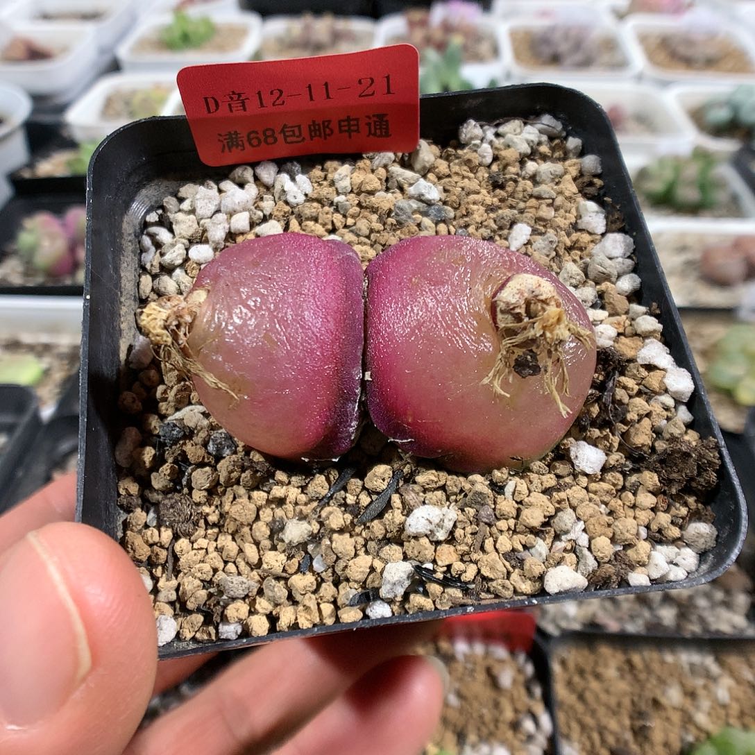 12-11-21      母本灯泡