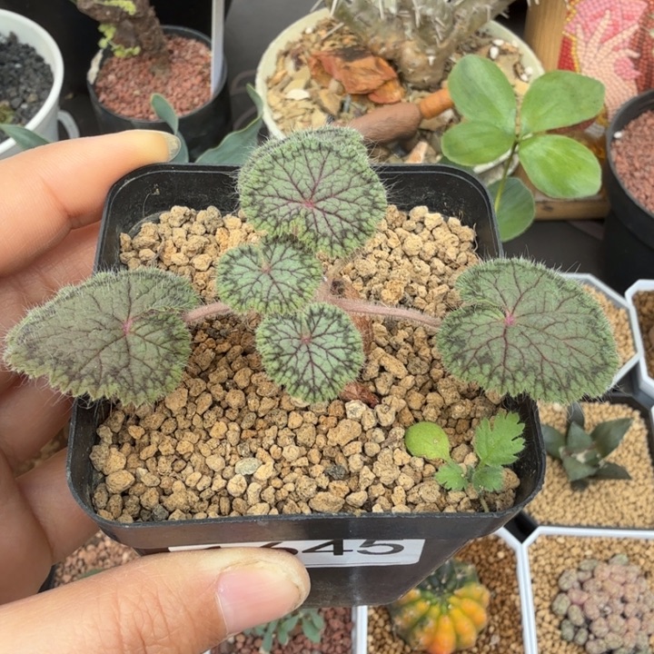 圆叶洋葵1645 （满28包邮）