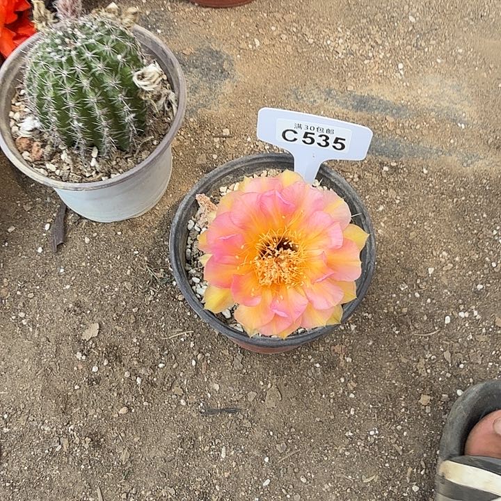 彩草火焰莲花福利。C535