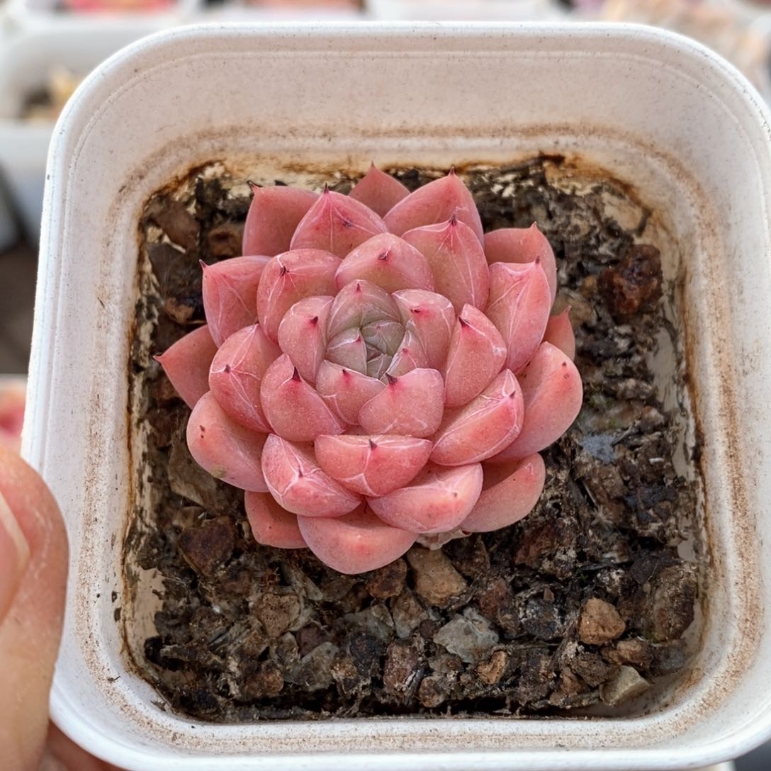 精品多肉一物一拍85