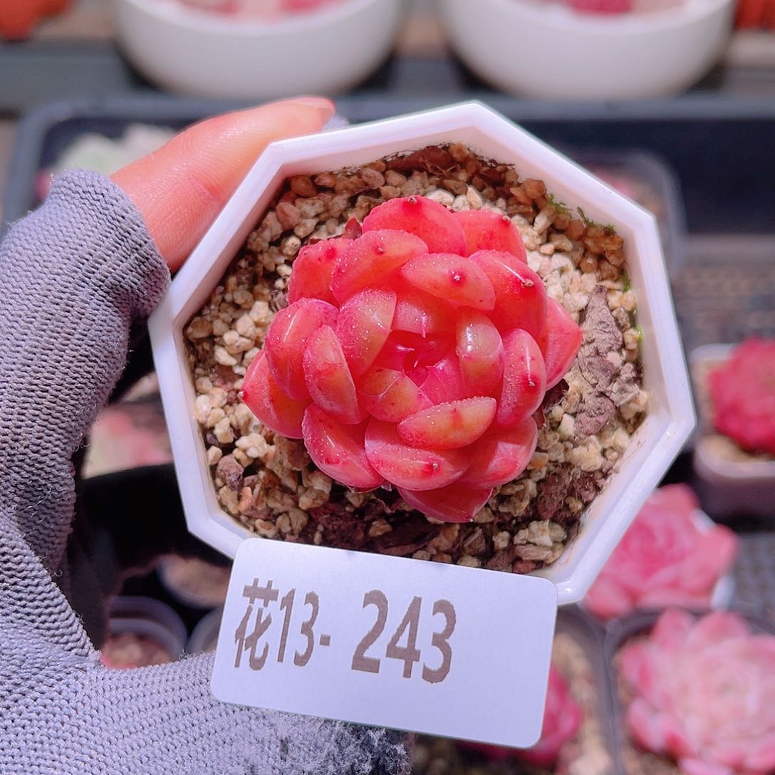 花13-243精选糖心