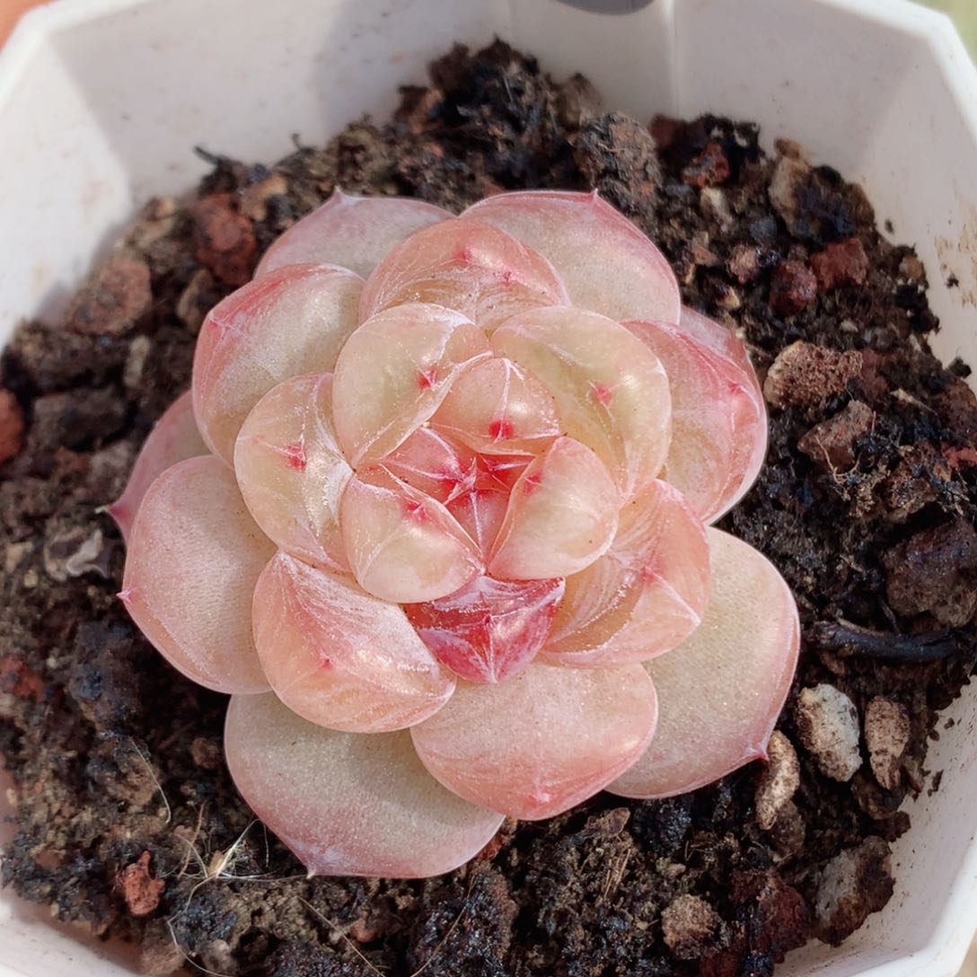 糖心58包邮  群生不包整207