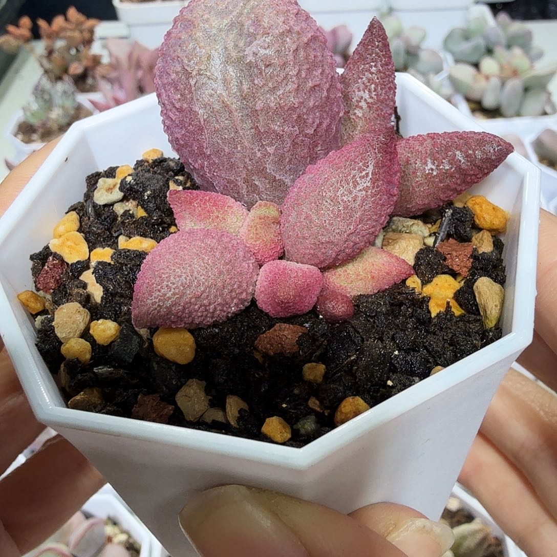 138号多肉水泡植物