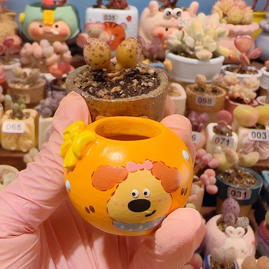 刘***英T达摩黄金豹种小狗盆盆口2.5cm