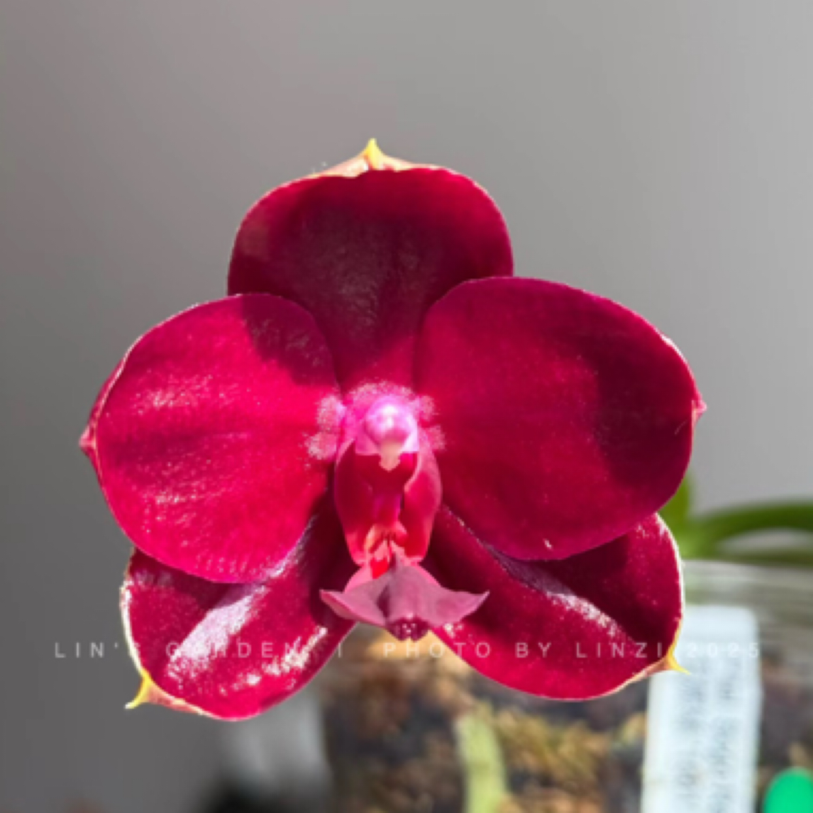 2.5杯  蕊娜丝 （叶损）