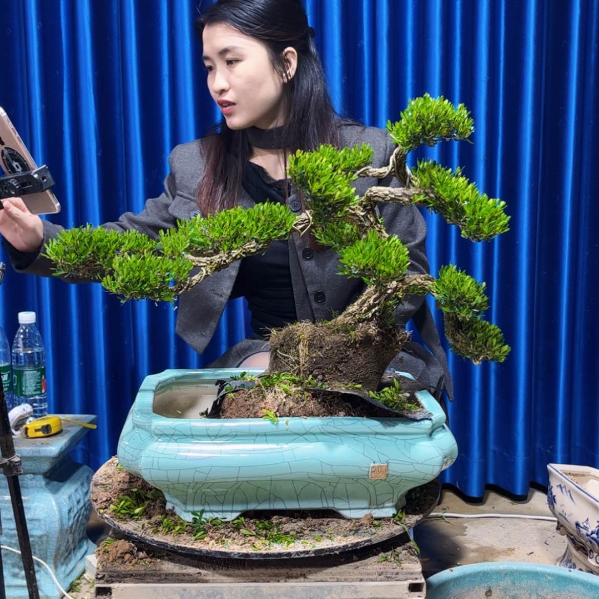 【闪购商品】广东雀舌黄杨盆景