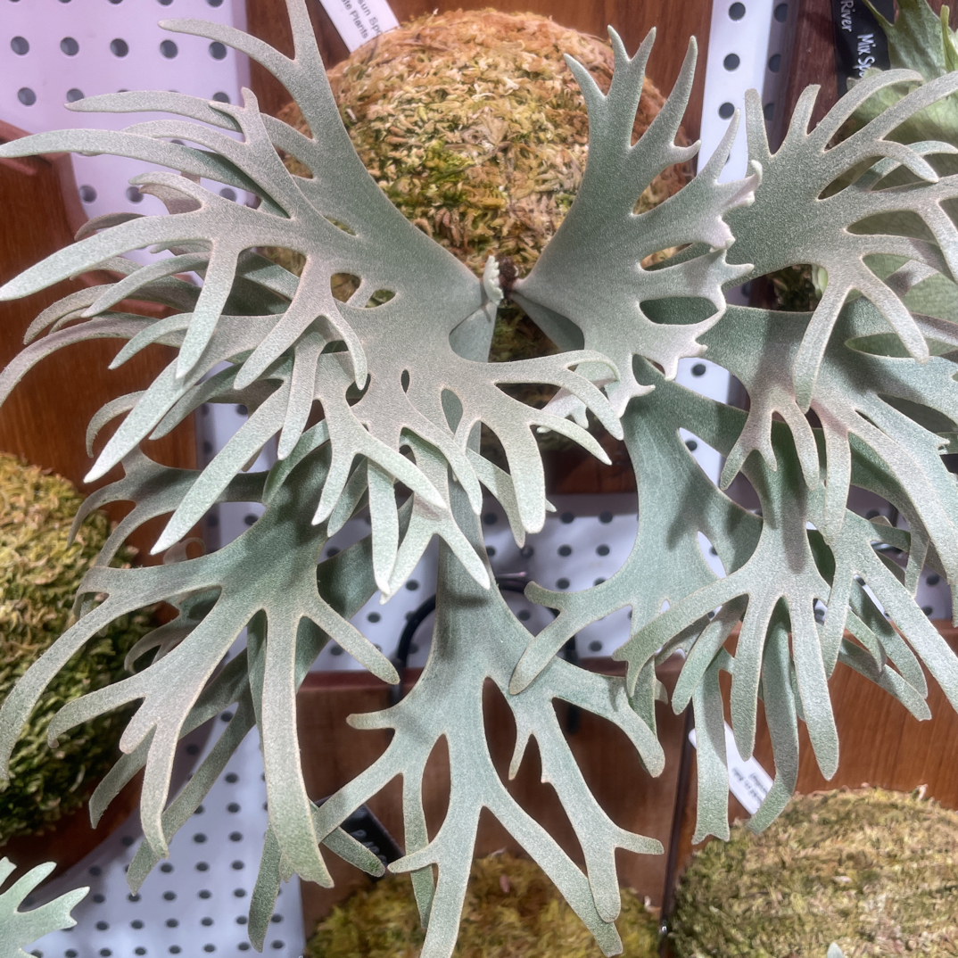 侏儒黄月鹿角蕨挂墙室内装饰观叶好养清新附生绿植盆栽网红植物