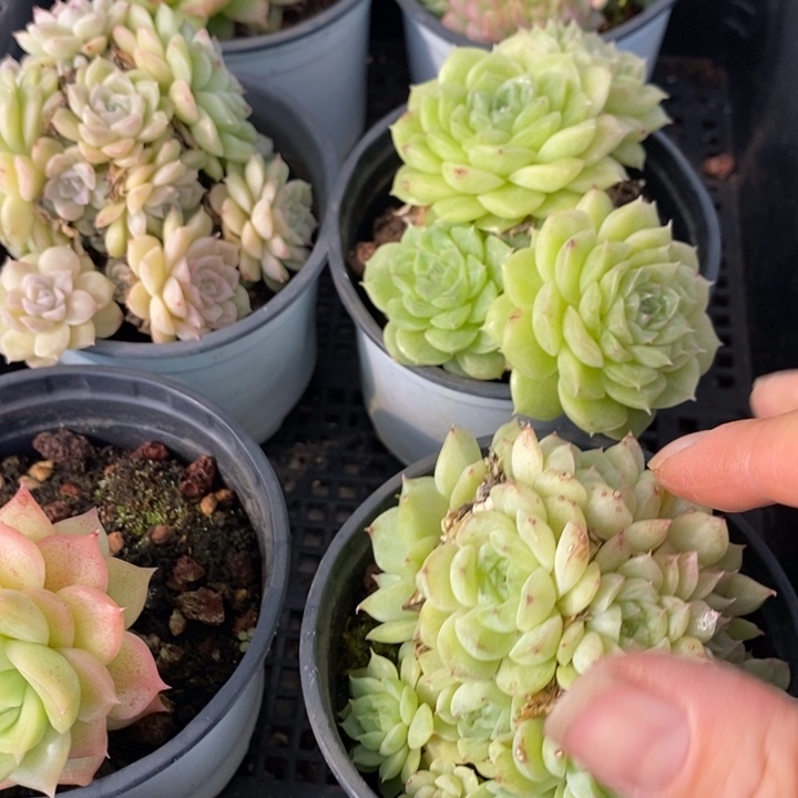 5 多肉植物盆栽花卉