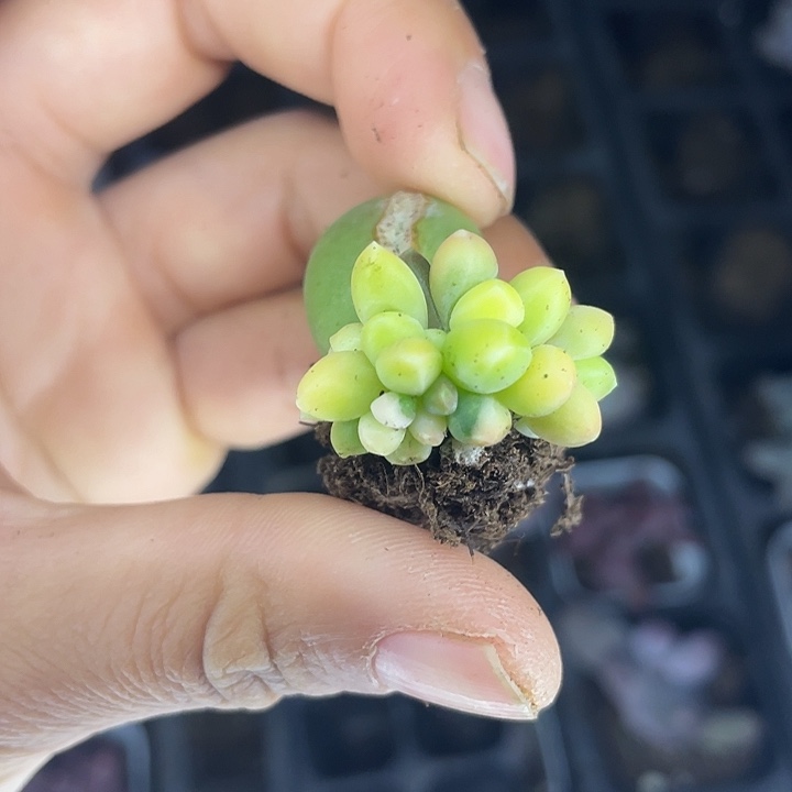 一物一拍满18包邮