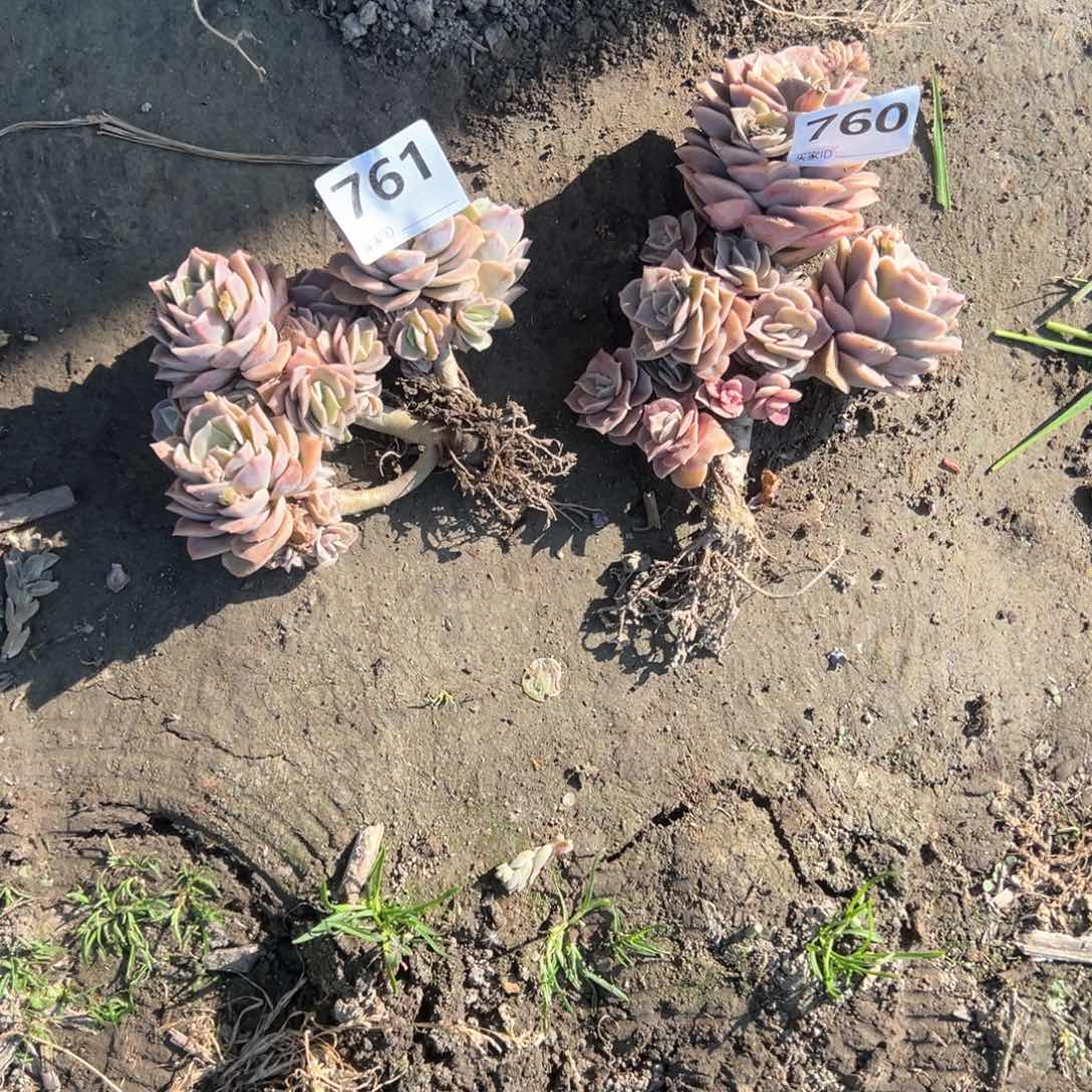 怀*我760和761可爱玫瑰