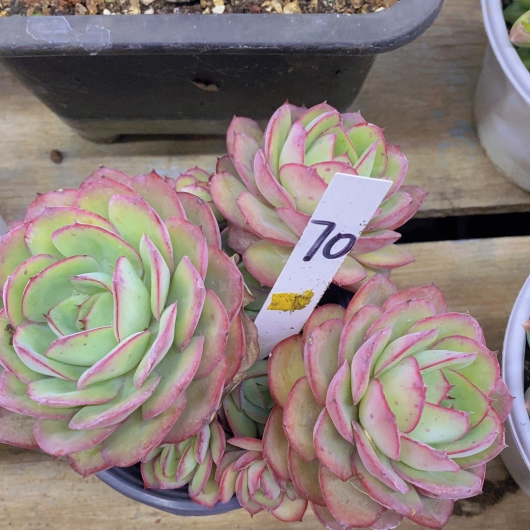 开心多肉，福利专场