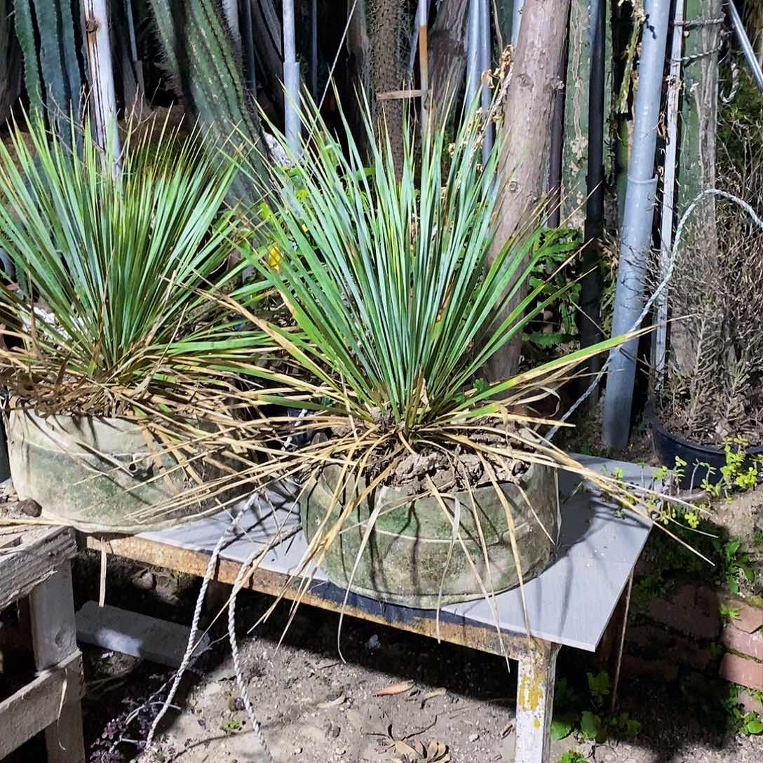 老*0000000000000000000000