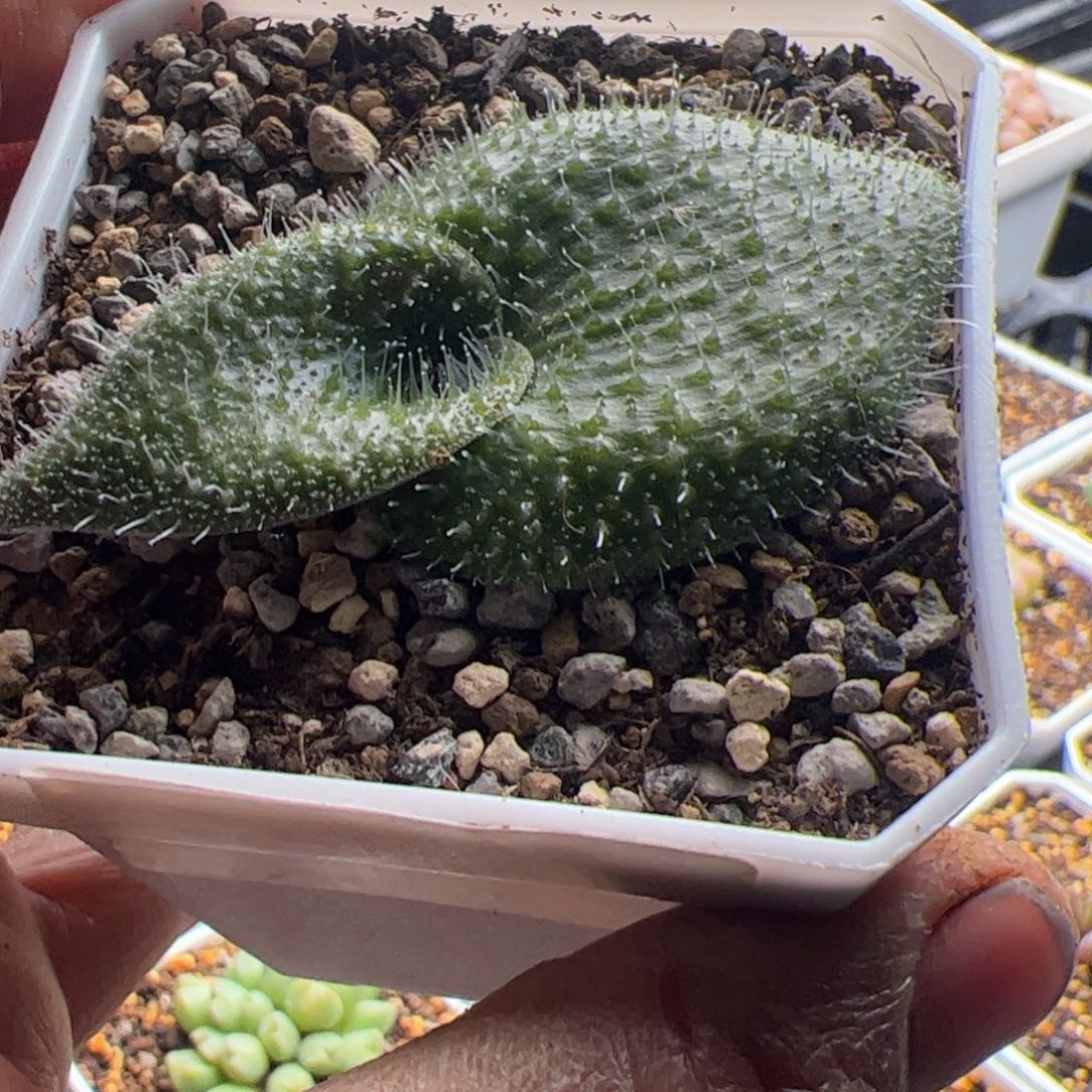 12.9毛叶立金花多肉植物58