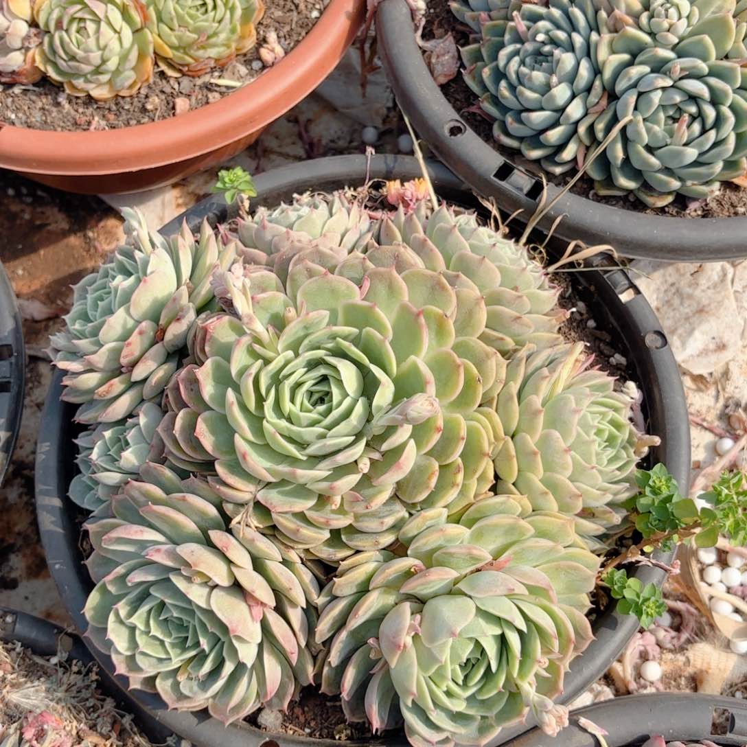 昂斯诺。    15。    