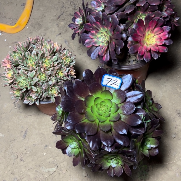 水***澜多肉植物三个法师72