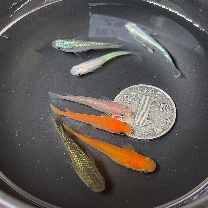 青鳉鱼随机鱼7条48号