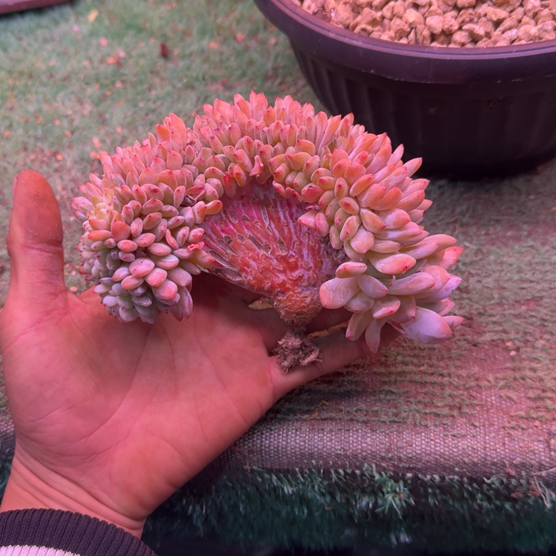 星影树缀无砍多肉