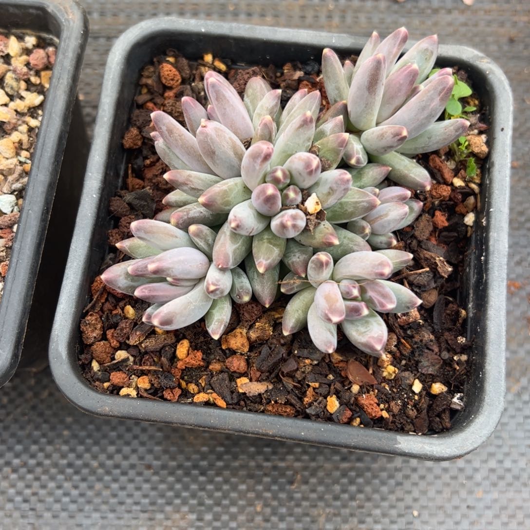 乌拉后代多肉植物好看