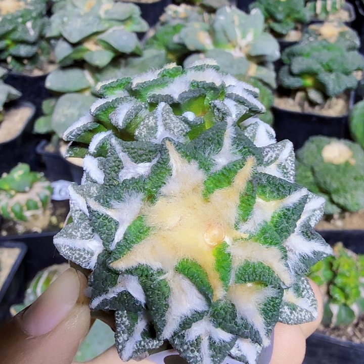 西***系无花朵636盾牌大尤黑牡丹