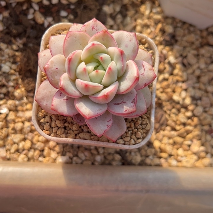 香草比斯锦 阿松多肉