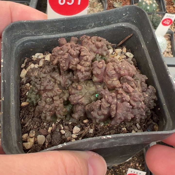 程程柱石化群一棵仙人球