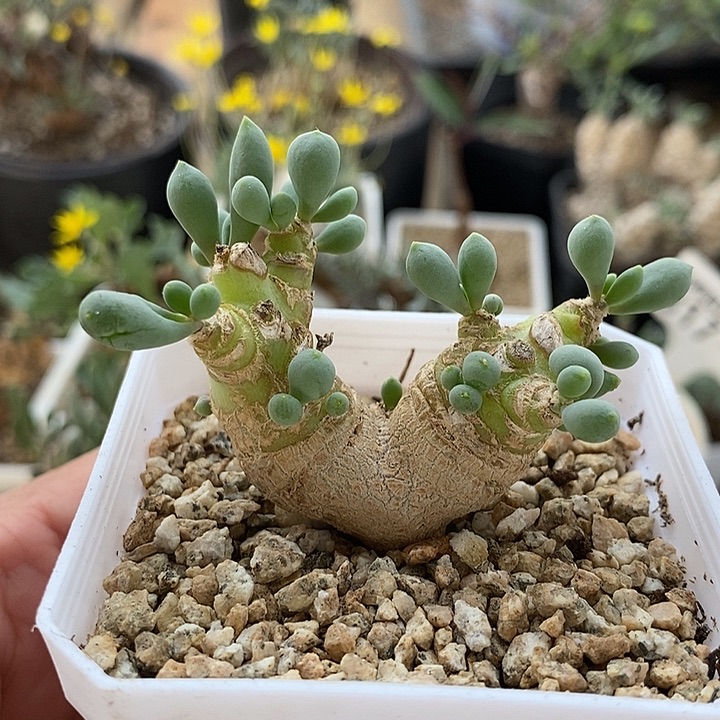 122圆叶卡拉菲带盆