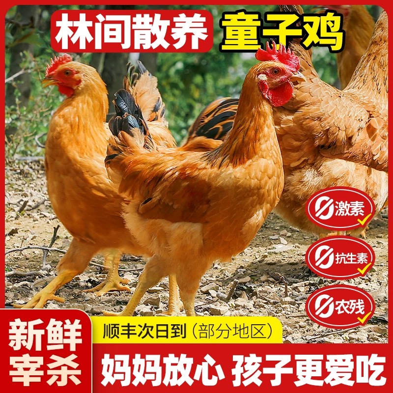 【拍一发三】童子鸡三黄鸡散养小鸡仔新鲜整只清膛