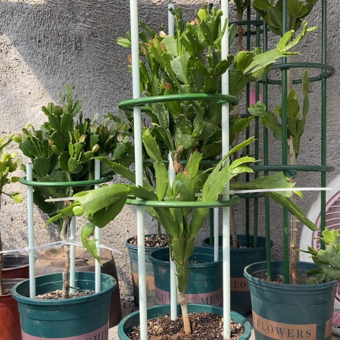 无花朵开播第一课两层三色