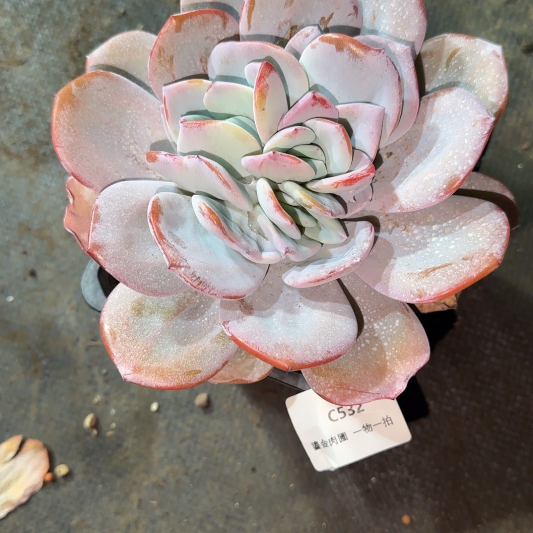 *****C532单头分心奶茶    