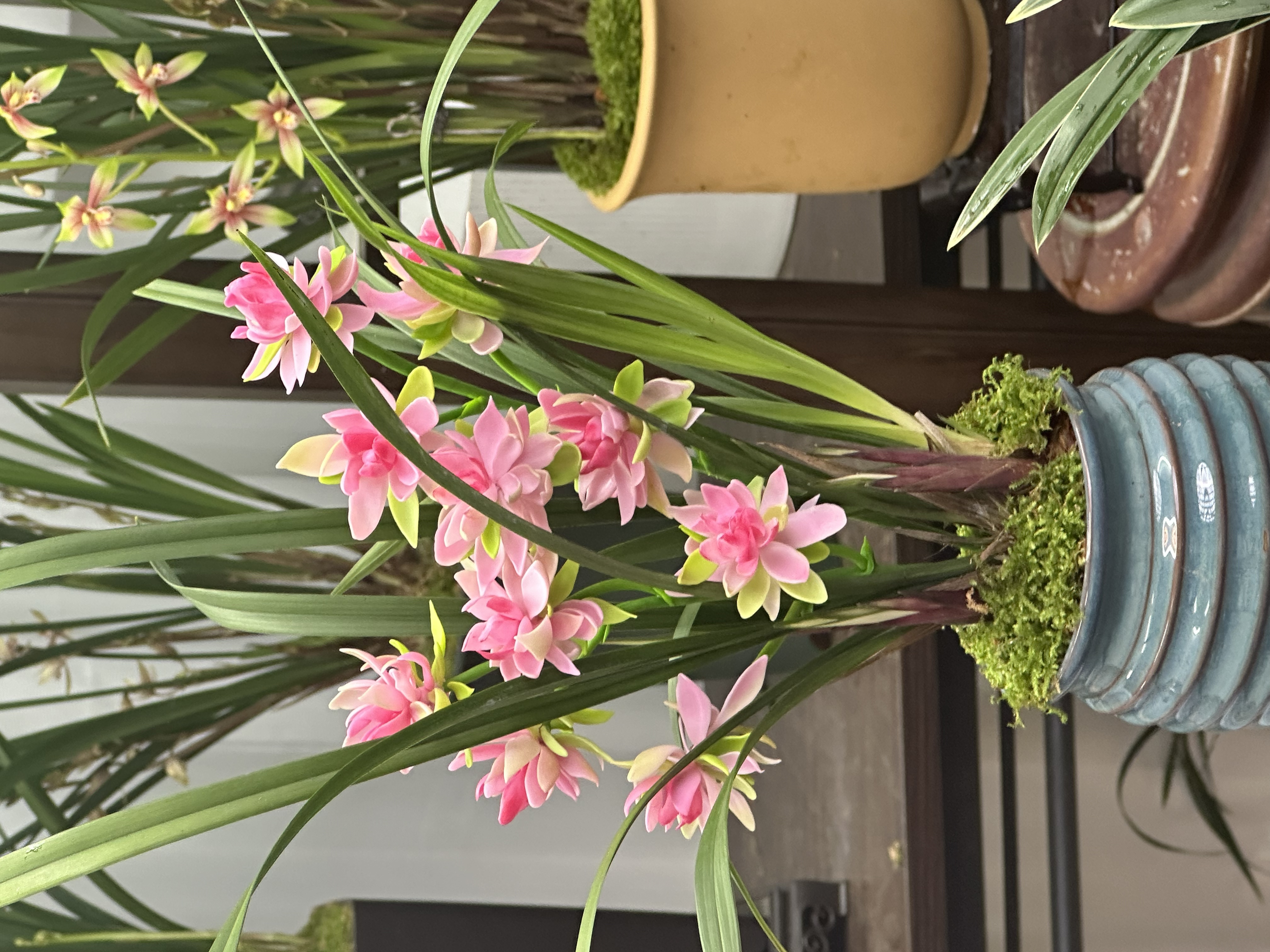 兰花建兰铭品【天仙牡丹】老陶罐花盆  室内外浓香型好养易活盆栽