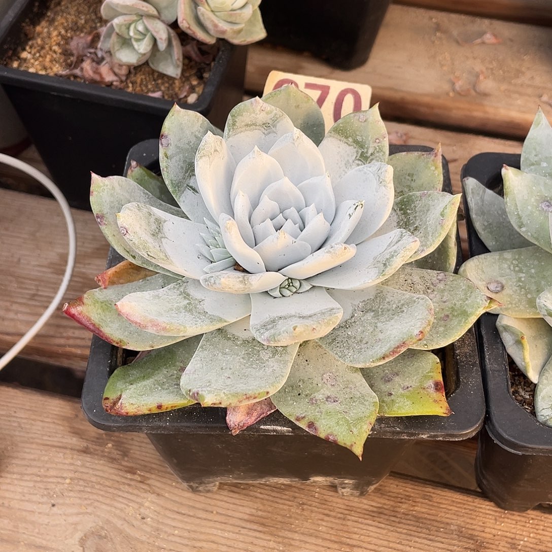 晨溪园艺仙女杯呀