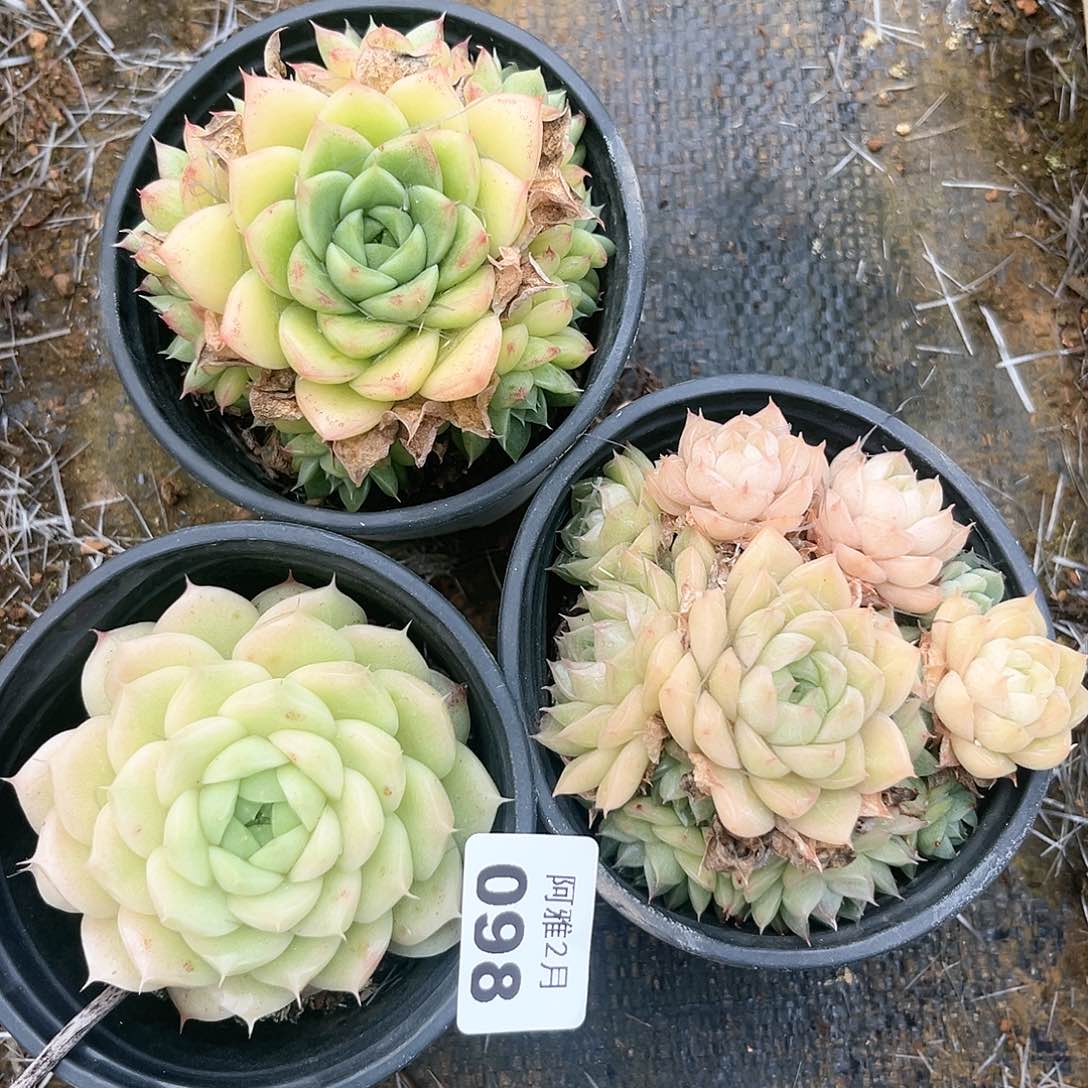 阿雅园艺。    098