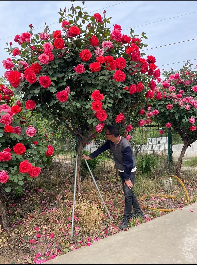 庭院爬藤观赏树桩月季大花浓香多季节开花