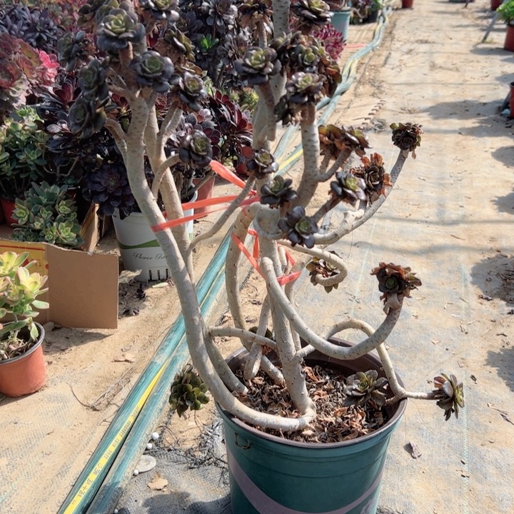 8灰法师多肉多肉多肉