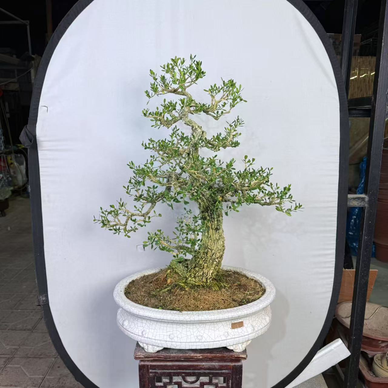广东皱皮雀舌黄杨岭南技法之大树型