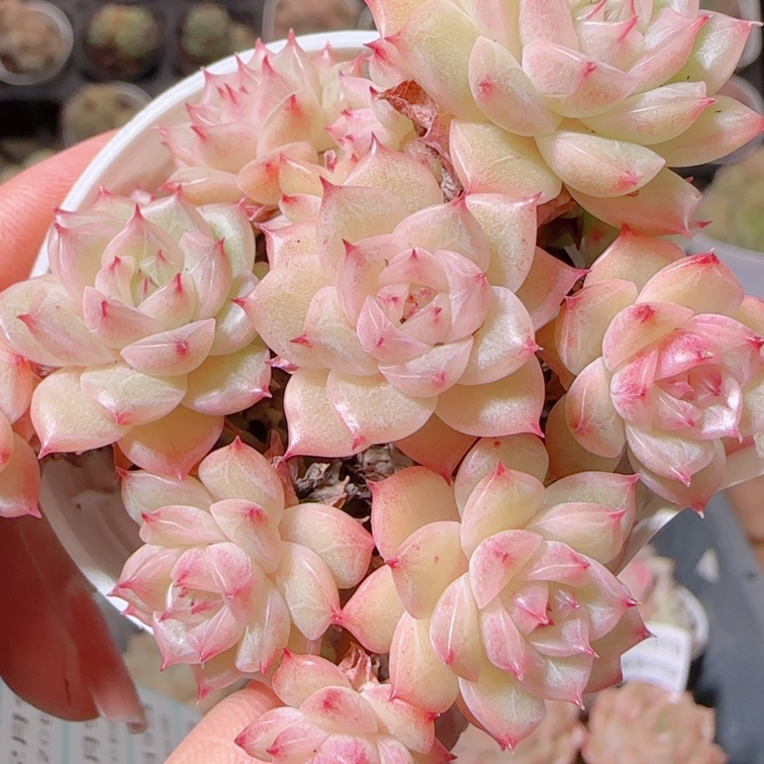 花语多肉1209-106散