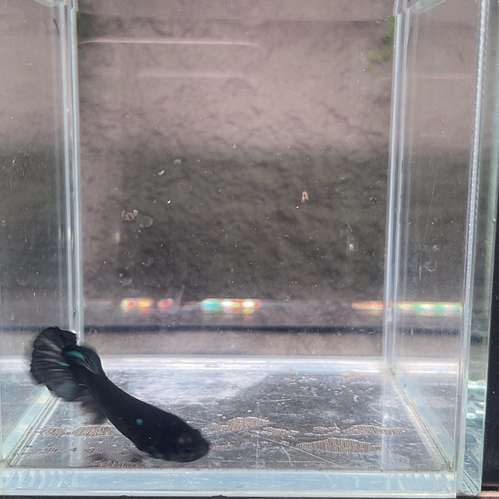 斗鱼听风观赏斗鱼