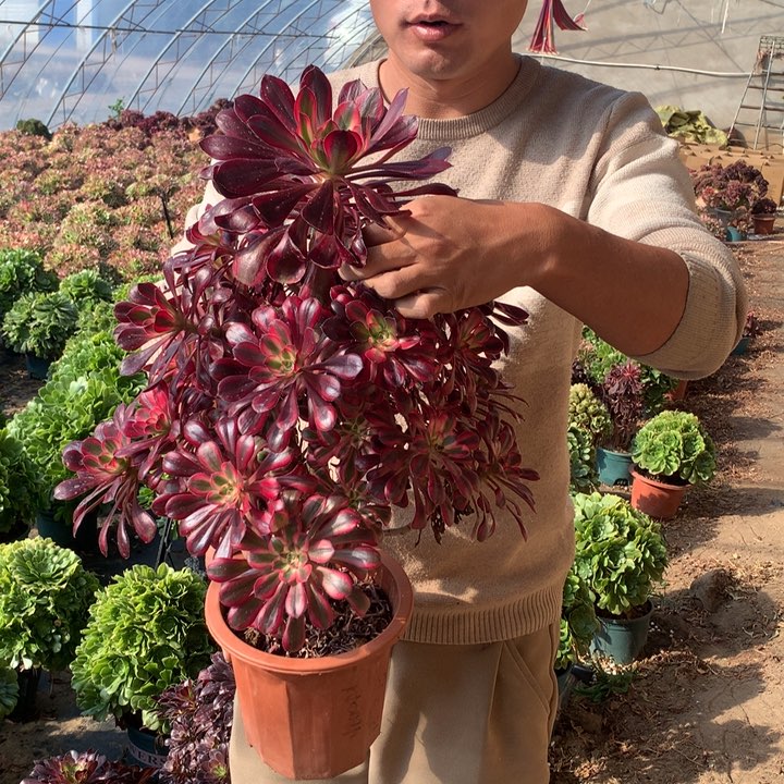 精品大丽娜好看好养好看