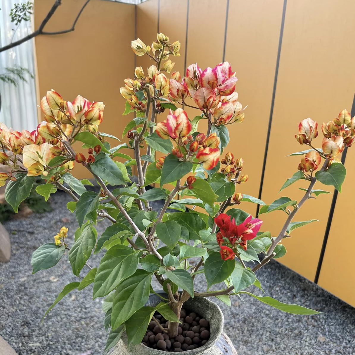 【哪吒】三角梅品种复古花色四季勤花阳台庭院盆栽爬藤绿植花卉