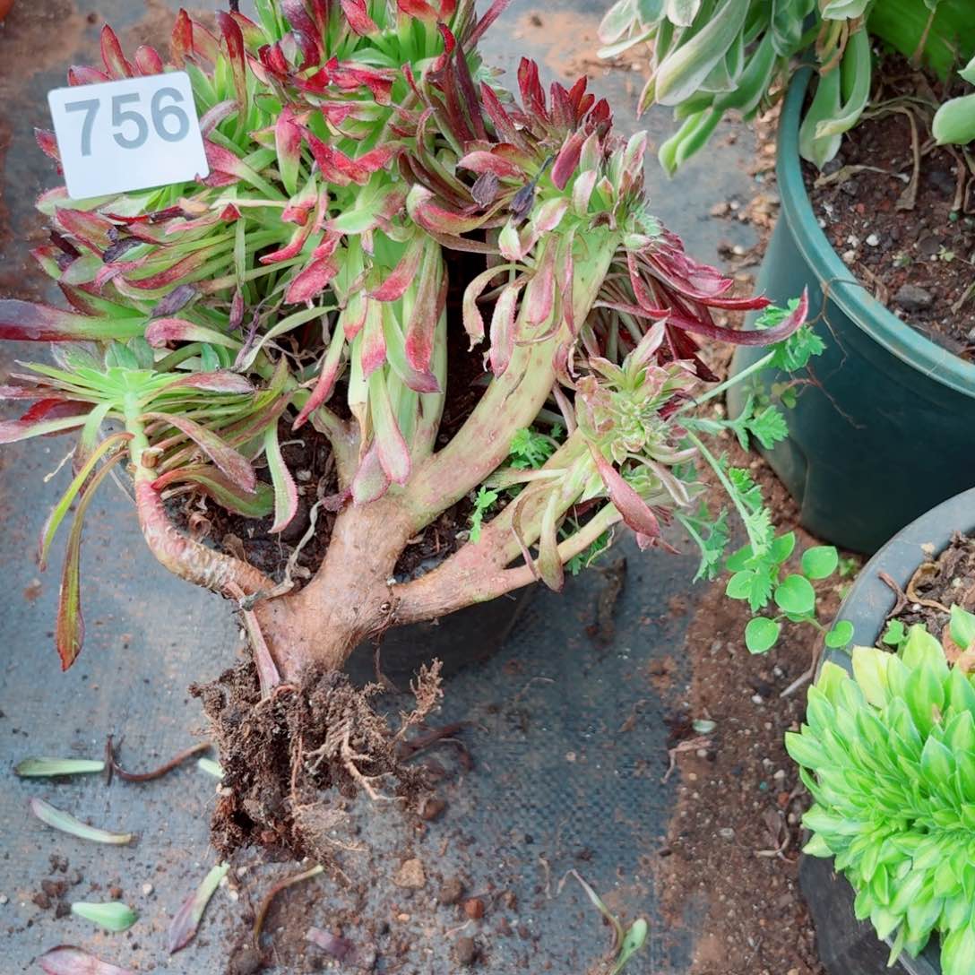 绿仙756 号多肉法师植物特价没有根