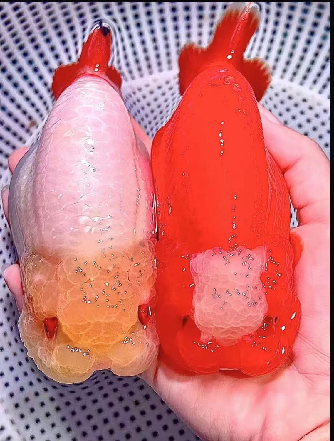 一鱼一拍小尾兰寿，玛丽泰狮金鱼观赏鱼超萌花色齐全