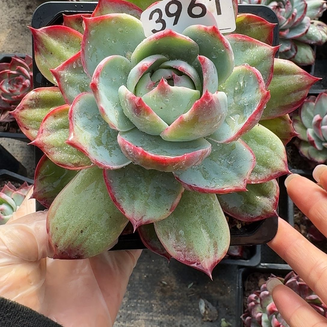 惊鸿惊鸿惊鸿 3961.............