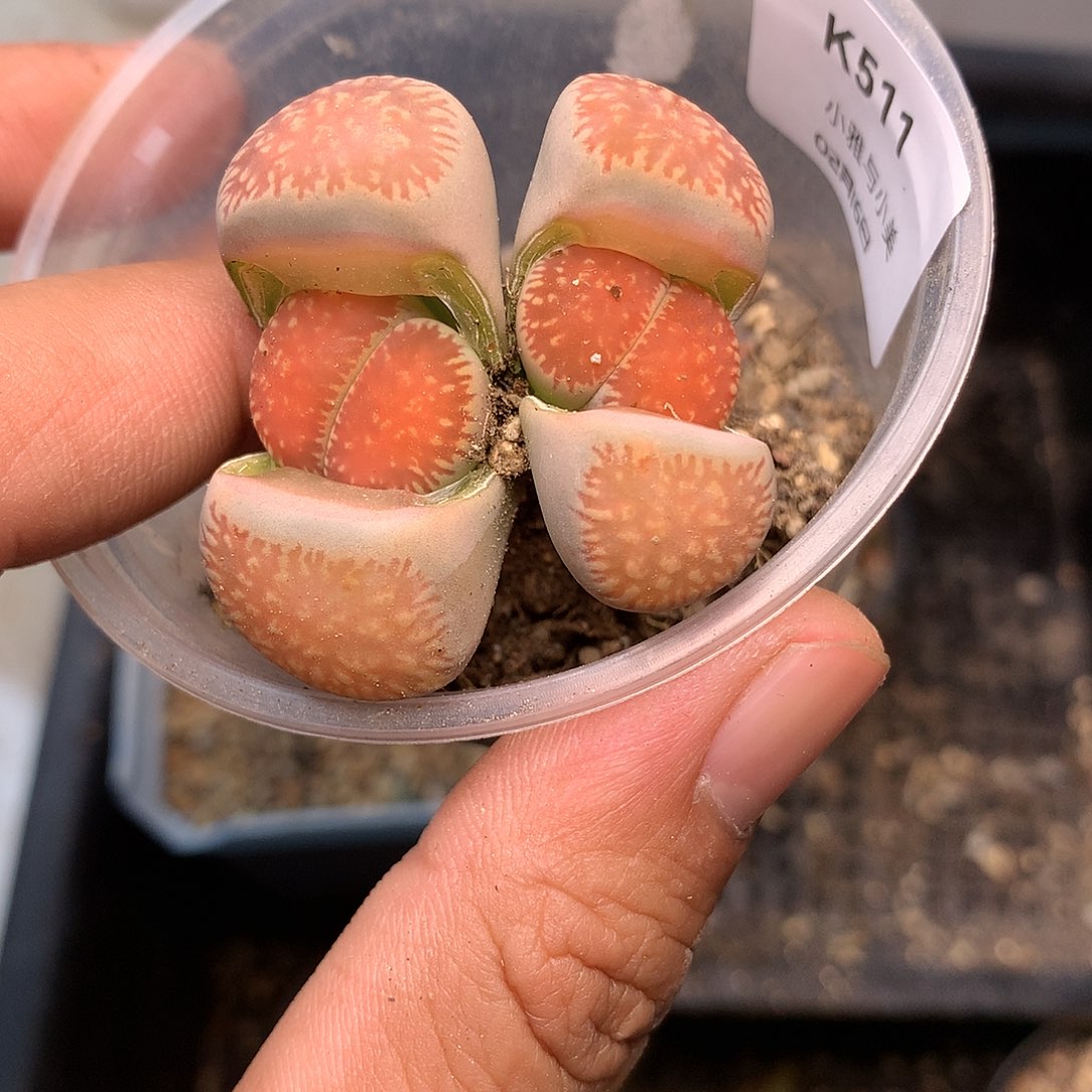 K511多肉植物保护