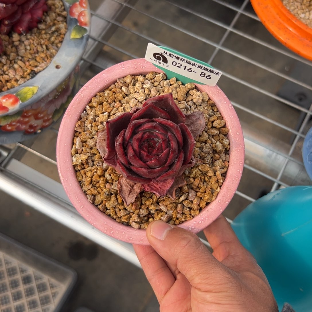 随*?多肉一物一拍0216-86