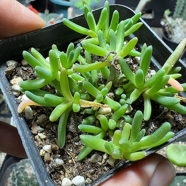 743龙须海棠脱土发货