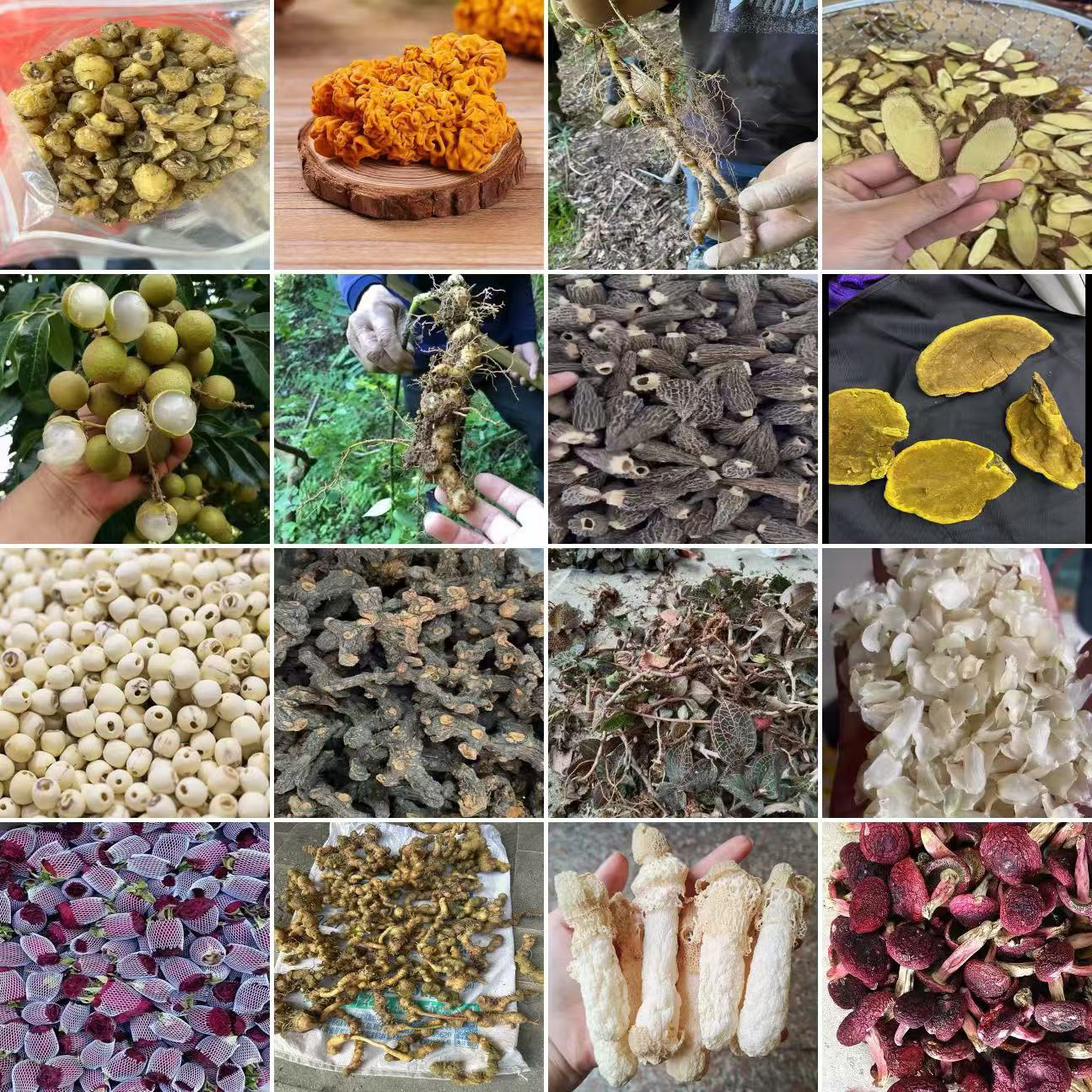 云南土特产临时链接菇菇菇