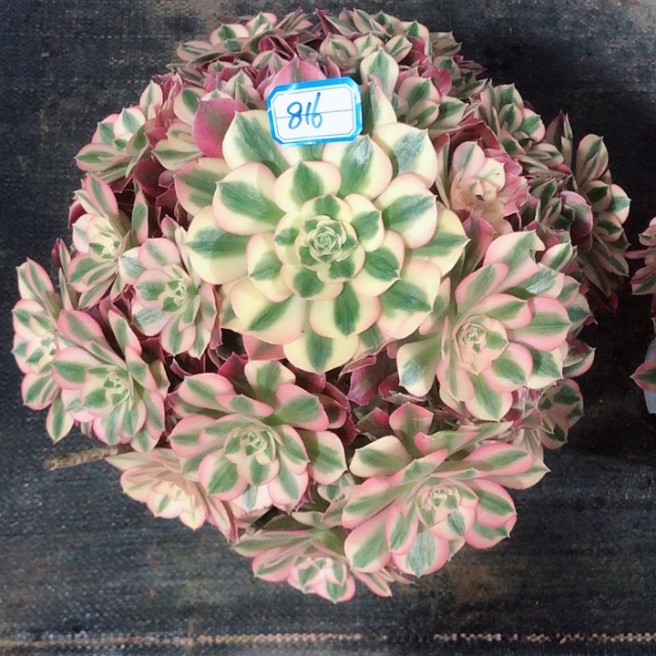 816粉女巫多肉法师