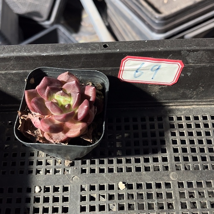 仲***.69号框一颗带盆土发