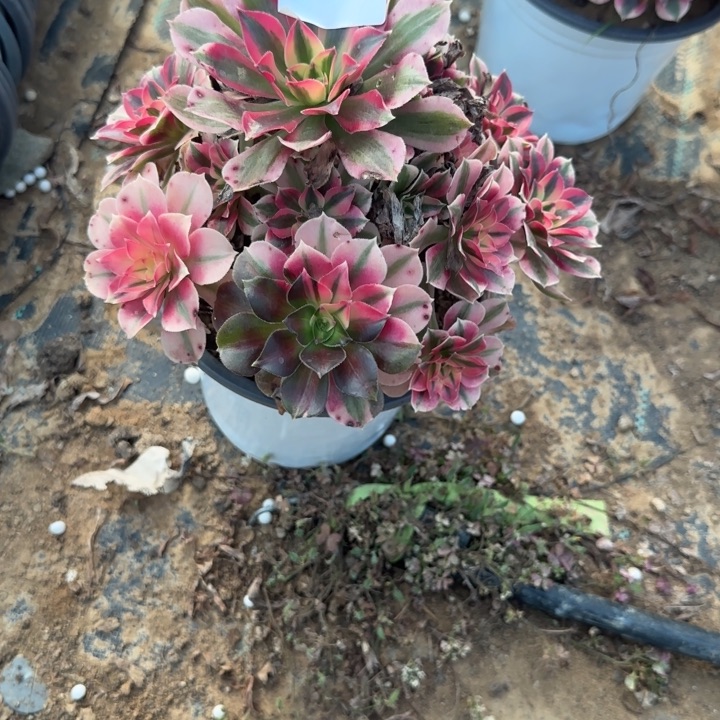 3751 清棚处理不包断枝